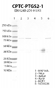 点击放大图像Western blot，使用CPTC-PTGS2-1作为针对HeLa（第2车道）、Jurkat（第3车道）、A549（第4车道）、MCF7（第5车道）和NCI H226（第6车道）细胞裂解物的主要抗体。预期分子量69 kDa。还包括分子量标准（MW标准）（车道1）。细胞株HeLa、Jurkat、A549（弱）和NCI H226呈阳性。MCF7的数据不确定。