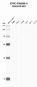 Click to enlarge image Automated western blot using CPTC-IFNGR1-3 as primary antibody against PBMC (lane 2), HeLa (lane 3), Jurkat (lane 4), A549 (lane 5), MCF7 (lane 6), and NCI-H226 (lane 7) whole cell lysates.  Expected molecular weight - 54.4 kDa and 21.5 kDa.  Molecular weight standards are also included (lane 1).