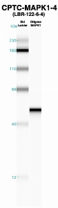 Click to enlarge image Western Blot using CPTC-MAPK1-4 as primary Ab against recombinant MAPK1 (lane 2). Also included are molecular wt. standards (lane 1).