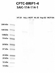 Click to enlarge image Western blot using CPTC-BRIP1-4 as primary antibody against HT-29 (lane 2), HeLa (lane 3), MCF7 (lane 4), HL-60 (lane 5), Hep G2 (lane 6), and MCF7 (lane 7) whole cell lysates.  Expected molecular weight - 141 kDa and 112 kDa.  Molecular weight standards are also included (lane 1). HeLa and MCF10A are positive. The remaining cell lines are negative.
