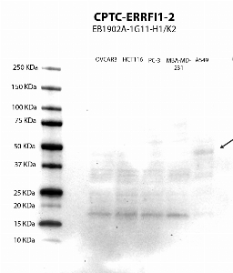 Click to enlarge image Western Blot using CPTC-ERFFI1-2 as primary antibody against cell lysates OVCAR3, HCT116, PC-3, MBA-MD-231 and A549 (lane 2) with expected MW of 50 KDa. Positive for A549 lysates, inconclusive/negative results for the other cell lysates. Molecular weight standards are also included (lane 1). ECL detection.