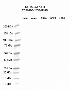 Click to enlarge image Western blot using CPTC-JAK1-1 as primary antibody against HeLa (lane 2), Jurkat (lane 3), A549 (lane 4), MCF7 (lane 5), and NCI-H226 (lane 6) whole cell lysates.  Expected molecular weight - 133.3 kDa.  Molecular weight standards are also included (lane 1).