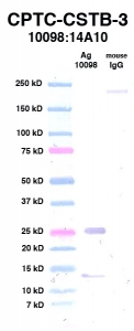 Click to enlarge image Western Blot using CPTC-CSTB-3 as primary Ab against rAg 10098 (CSTB) (lane 2). Also included are molecular wt. standards (lane 1) and mouse IgG as control for goat anti-mouse HRP secondary binding (lane 3).