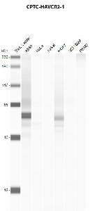 Click to enlarge image Automated western blot using CPTC-HAVCR2-1 as primary antibody against A549 (lane 2), HeLa (lane 3), Jurkat (lane 4), MCF7 (lane 5), H226 (lane 6), and PBMC (lane 7) whole cell lysates.  Expected molecular weight - 33.4 kDa and 16.1 kDa.  Molecular weight standards are also included (lane 1). A549 and MCF7 are presumed positive. All other cell lines are negative. Target protein is subject to glycosylation which can affect the migration in electrophoresis. This can make the target appear as a higher molecular weight protein.