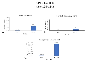 Click to enlarge image Single cell western blot using CPTC-EGFR-8 as a primary antibody against HL-60 and NCI H226 cell lysates.  Relative expression of total EGFR in HL-60 and NCI H226 cells (A).  Percentage of cells expressing EGFR (B).  Average expression of EGFR protein per cell (C).  All data is normalized to β-tubulin expression.