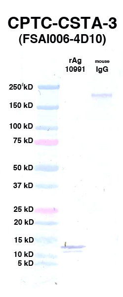 Click to enlarge image Western Blot using CPTC-CSTA-3 as primary Ab against rAg 10991 (CSTA) (lane 2). Also included are molecular wt. standards (lane 1) and mouse IgG as control for goat anti-mouse HRP secondary binding (lane 3).