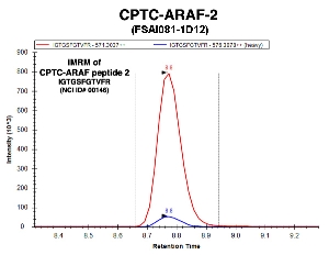 Click to enlarge image Immuno-MRM chromatogram of CPTC-ARAF-2 antibody with CPTC-ARAF peptide 2 (NCI ID#146) as target