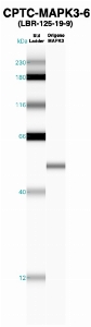 Click to enlarge image Western Blot using CPTC-MAPK3-6 as primary Ab against recombinant MAPK3 (lane 2). Also included are molecular wt. standards (lane 1).