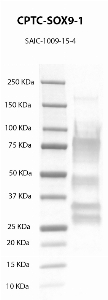 Click to enlarge image Western Blot using CPTC-SOX9-1 as primary antibody against recombinant SOX9 protein  (lane 2) with expected MW of 56 KDa. Molecular weight standards are also included (lane 1).