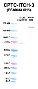 Click to enlarge image Western Blot using CPTC-ITCH-3 as primary Ab against ITCH (rAg 00010) (lane 2). Also included are molecular wt. standards (lane 1) and mouse IgG control (lane 3).