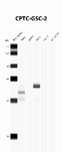 Click to enlarge image Automated Western Blot using CPTC-GSC-2 as primary antibody against cell lysates A549, H226, HeLa, Jurkat and MCF7. Expected MW of 28.1 KDa. All cell lysates negative/incoclusive.  Molecular weight standards are also included (lane 1).