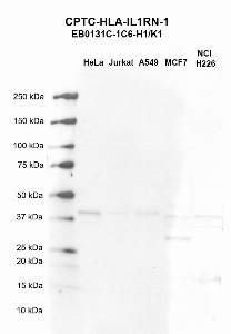 Click to enlarge image Western blot using CPTC-IL1RN-1 as primary antibody against HeLa (lane 2), Jurkat (lane 3), A549 (lane 4), MCF7 (lane 5), and NCI-H226 (lane 6) whole cell lysates.  Expected molecular weight - 20.1 kDa, 17.9 kDa, 19.9 kDa, and 16.1 kDa.  Molecular weight standards are also included (lane 1).