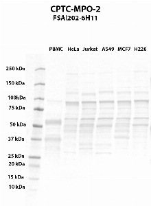 Click to enlarge image Western blot using CPTC-MPO-2 as primary antibody against PBMC (lane 2), HeLa (lane 3), Jurkat (lane 4), A549 (lane 5), MCF7 (lane 6), and NCI-H226 (lane 7) whole cell lysates.  Expected molecular weight - 83.9 kDa, 73.9 kDa, and 87.2 kDa.  Molecular weight standards are also included (lane 1).