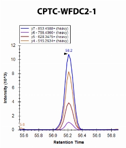 Click to enlarge image iMRM screening of CPTC-WFDC2-1 against synthetic peptide EGSC[+57]PQVNINFPQLGLC[+57]R (WAP Four-Disulfide Core Domain 2 Peptide 1)

Data provided by the Carr Lab, Broad Institute
https://www.broadinstitute.org/proteomics/protocols