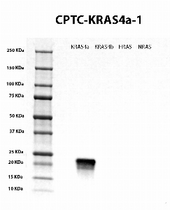 Click to enlarge image Western Blot using CPTC-KRas4a-1 as primary antibody against cell lysates of Mouse Embryonic Fibroblasts (MEFs) stably transfected with KRas4a, KRas4b, HRAS and NRAS. The antibody showed specificity for KRas4a. Expected MW is ~21KDa.
