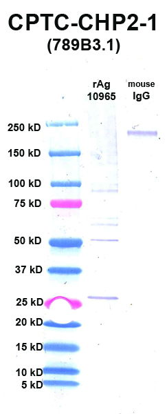 Click to enlarge image Western Blot using CPTC-CHP2-1 as primary Ab against CHP2 (rAg 10965) in lane 2. Also included are molecular wt. standards (lane 1) and mouse IgG control (lane 3).