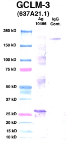 Click to enlarge image Western Blot Using CPTC-GCLM-3 as primary Ab against GCLM (Ag 10466)(Lane 2). Also included are Molecular Weight markers (Lane 1) and mouse IgG positive control (Lane 3).