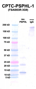 Click to enlarge image Western Blot using CPTC-PSPHL-1 as primary Ab against PSPHL (Ag 00002) (lane 2). Also included are molecular wt. standards (lane 1) and mouse IgG control (lane 3).