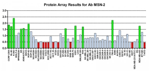 点击放大图像蛋白质阵列，CPTC-MSN-2在其中与NCI60细胞系面板进行筛选以进行表达。数据标准化为平均信号1.0和标准偏差0.5。颜色表示过度表达水平（绿色）、基本水平（蓝色）、表达不足水平（红色）。