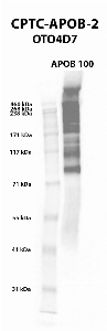 Click to enlarge image Western blot using CPTC-APOB-2 as primary antibody against human APOB 100 native protein (lane 2). Expected molecular weight - 516 kDa.  Molecular weight standards are also included (lane 1).