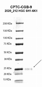 Click to enlarge image Western blot using CPTC-CGB-9 as primary antibody against human chorionic gonadotropin beta chain
(hCG beta) recombinant protein (lane 2). Expected molecular weight - 17 kDa. Molecular weight standards are also included (lane 1). Blot was developed using enhanced chemiluminescence (ECL).
