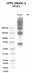 Click to enlarge image Western blot using CPTC-2MeSCe-2 as primary antibody against BSA conjugated Itaconate and BSA (negative control). The antibody is able to recognize the BSA conjugated Itaconate, without any cross-reactivity with BSA.