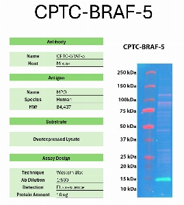 Click to enlarge image Western Blot of CPTC-BRAF-5 against the over-expressed lysate of BRAF. Expected MW is 84 KDa. The antibody detected the target protein.