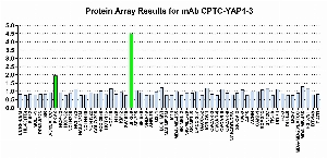 Click to enlarge image Protein Array in which CPTC-YAP1-3 is screened against the NCI60 cell line panel for expression. Data is normalized to a mean signal of 1.0 and standard deviation of 0.5. Color conveys over-expression level (green), basal level (blue), under-expression level (red).