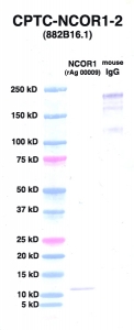 Click to enlarge image Western Blot using CPTC-NCOR1-2 as primary Ab against NCOR1 (rAg 00009) (lane 2). Also included are molecular wt. standards (lane 1) and mouse IgG control (lane 3). 