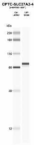 Click to enlarge image Western Blot using CPTC-SLC27A3-4 as primary Ab against U87 lysate (lane 2). Also included are molecular wt. standards.