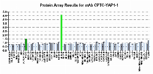 Click to enlarge image Protein Array in which CPTC-YAP1-1 is screened against the NCI60 cell line panel for expression. Data is normalized to a mean signal of 1.0 and standard deviation of 0.5. Color conveys over-expression level (green), basal level (blue), under-expression level (red).