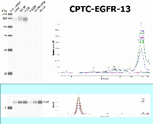 Click to enlarge image SW using CPTC-EGFR-13 as primary antibody against the whole lysates of A498, ACHN, H226, H322M, CCRF-CEM and HL-60. The antibody is able to recognize the endogenous protein in  A498, ACHN and H226.