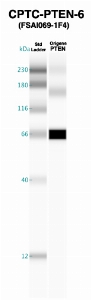 Click to enlarge image Western Blot using CPTC-PTEN-6 as primary Ab against recombinant PTEN (lane 2). Also included are molecular wt. standards (lane