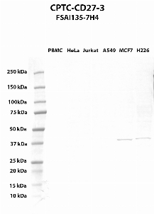 Click to enlarge image Western blot using CPTC-CD27-3 as primary antibody against PBMC (lane 2), HeLa (lane 3), Jurkat (lane 4), A549 (lane 5), MCF7 (lane 6), and NCI-H226 (lane 7) whole cell lysates.  Expected molecular weight - 29.1 kDa.  Molecular weight standards are also included (lane 1). MCF7 and NCI-H226 cell lines are positive. All other cell lines are negative.