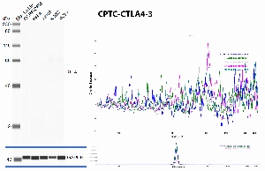 Click to enlarge image Automated western blot using CPTC-CTLA4-2 as primary antibody against whole lysates of cell lines CCRF-CEM, HeLa, Jurkat, K-562 and MCF7. Protein molecular weight is about 25 KDa, but the protein is glycosylated and runs at a higher molecular weight. The antibody cannot recognize CTLA4 in the tested lysates. Loading controls were run with anti-GAPDH antibody.