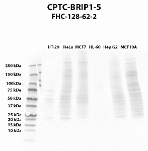 Click to enlarge image Western blot using CPTC-BRIP1-5 as primary antibody against HT-29 (lane 2), HeLa (lane 3), MCF7 (lane 4), HL-60 (lane 5), Hep G2 (lane 6), and MCF7 (lane 7) whole cell lysates.  Expected molecular weight - 141 kDa and 112 kDa.  Molecular weight standards are also included (lane 1).