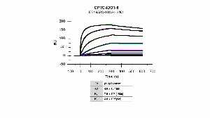 Click to enlarge image The affinity and binding kinetics of CPTC-IDO1-6 antibody and BSA-conjugated peptide, “GTGGTDLMNFLK”, were measured using surface plasmon resonance. Peptide was amine coupled onto a Series S CM5 biosensor chip.  Antibody at 1024 nM, 256 nM, 64 nM, 16 nM, 4 nM, 1.0 nM, 0.25 nM, and 0.0625 nM, was used as analyte. Binding data were double-referenced and analyzed globally using a bivalent fitting model.