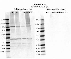 Click to enlarge image Western blot using CPTC-WFDC2-2 as primary antibody against cell lysates and supernatants of cell lines OVCAR-3, OVCAR-4, OVAR-8 and SK-OV-3. Expected molecular weight is 12 KDa.  Molecular weight standards are also included.