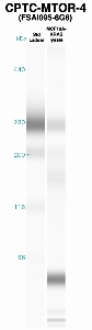 Click to enlarge image Western Blot using CPTC-MTOR-4 as primary Ab against MCF10A-KRAS cell lysate (lane 2). Also included are molecular wt. standards (lane 1).