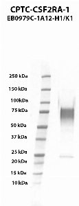 Click to enlarge image Western blot using CPTC-CSF2RA-1 as primary antibody against human colony stimulating factor 2 receptor, alpha, low-affinity (granulocyte-macrophage) (CSF2RA), transcript variant 1, recombinant protein (lane 2).  Expected molecular weight - 44.1 kDa.  Molecular weight standards are also included (lane 1).  Target protein is subject to glycosylation which can affect the migration in electrophoresis. This can make the target appear as a higher molecular weight protein.