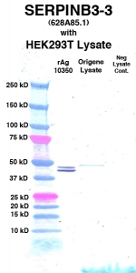 Click to enlarge image Western Blot using CPTC-SERPINB3-3 as primary Ab against cell lysate from transiently overexpressed HEK293T cells form Origene (lane 3). Also included are molecular wt. standards (lane 1), lysate from non-transfected HEK293T cells as neg control (lane 4) and recombinant Ag SERPINB3 (NCI 10350) in (lane 2). 