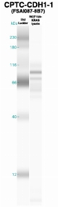 Click to enlarge image Western Blot using CPTC-CDH1-1 as primary Ab against MCF10A-KRas cell lysate (lane 2). Also included are molecular wt. standards (lane 1).