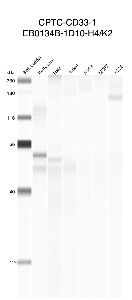 Click to enlarge image Automated western blot using CPTC-CD33-1 as primary antibody against buffy coat (lane 2), HeLa (lane 3), Jurkat (lane 4), A549 (lane 5), MCF7 (lane 6), and H226 (lane 7) cell lysates.  Expected molecular weight - 38 kDa.  Molecular weight standards are also included (lane 1). Inconclusive data.