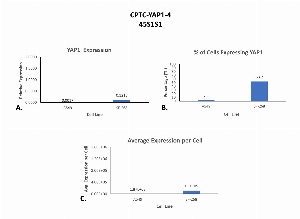 Click to enlarge image Single cell western blot using CPTC-YAP1-4 as a primary antibody against cell lysates.  Relative expression of total YAP1 in A549 and SF-268 cells (A).  Percentage of cells that express YAP1 (B).  Average expression of YAP1 protein per cell (C).  All data is normalized to β-tubulin expression.