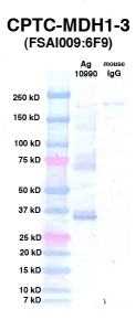 Click to enlarge image Western Blot using CPTC-MDH1-3 as primary Ab against Ag 10990 (lane 2). Also included are molecular wt. standards (lane 1) and mouse IgG control (lane 3).