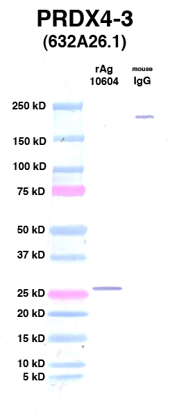 Click to enlarge image Western Blot using CPTC-PRDX4-3 as primary Ab against Ag 10604 (lane 2). Also included are molecular wt. standards (lane 1) and mouse IgG control (lane 3).