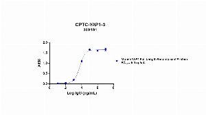 Click to enlarge image Indirect ELISA using CPTC-YAP1-3 as primary mouse antibody against mouse YAP1 full length recombinant protein, coated on the plate and detected using goat anti-mouse antibody and TMB.