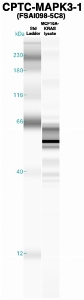 Click to enlarge image Western Blot using CPTC-MAPK3-1 as primary Ab against MCF10A-KRAS cell lysate (lane 2). Also included are molecular wt. standards (lane 1).
