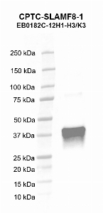Click to enlarge image Western blot using CPTC-SLAMF8-1 as primary antibody against human SLAM family member 8 (SLAMF8) recombinant protein (lane 2).  Expected molecular weight - 31.5 kDa.  Molecular weight standards are also included (lane 1).