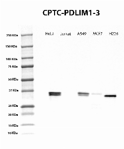 Click to enlarge image Western Blot using CPTC-PDLIM1-3 as primary Ab against cell lysate from HeLa, Jurkat, A549, MCF7 and H226 cells (lane 2-6). Also included are molecular wt. standards (lane 1). Expected MW is 36 KDa. ECL detection. Positive for HeLa, A549, MCF7 and H226.